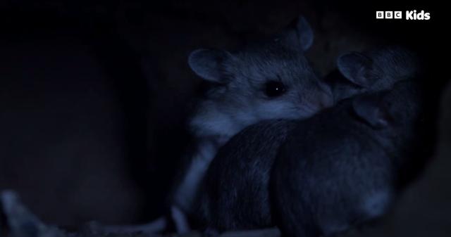 安迪的野生動物冒險之旅 第一季 第6集