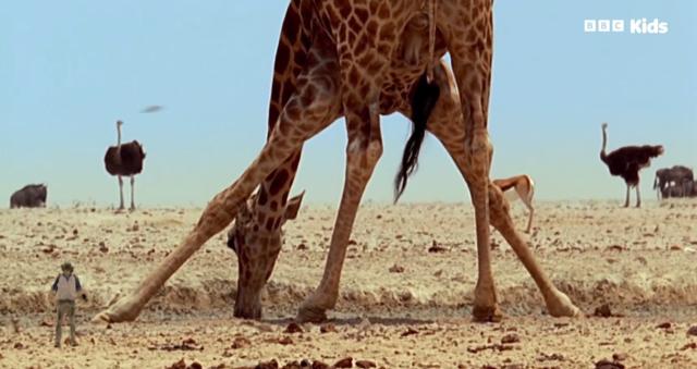 安迪的野生動物冒險之旅 第一季 第10集