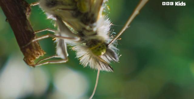 花園動物大集合 第一季 第9集