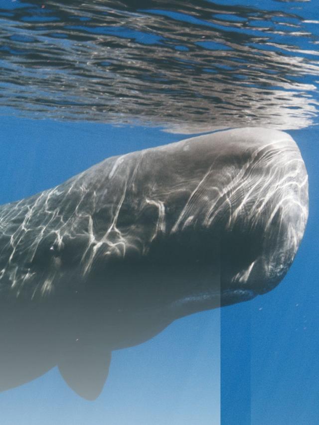 動物趣聞 抹香鯨：會賺錢的哺乳動物 (2)劇照 1