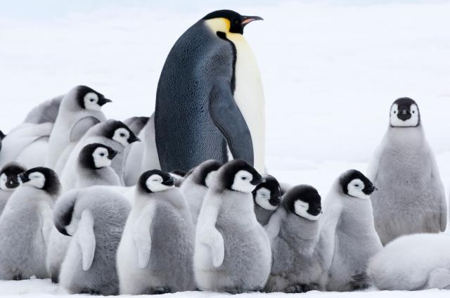 企鵝寶貝2：極地的呼喚劇照 1