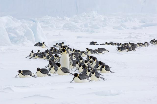 企鵝寶貝2：極地的呼喚劇照 2