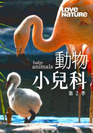 動物小兒科