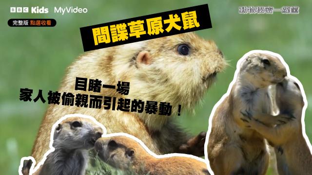 動物秘密一籮筐 第一季 第3集 線上看