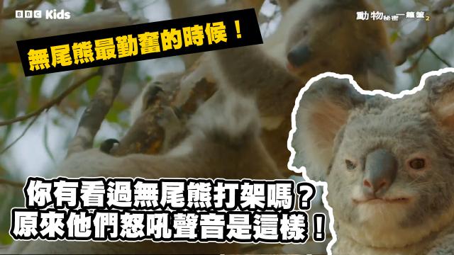 動物秘密一籮筐 第一季 第3集 線上看