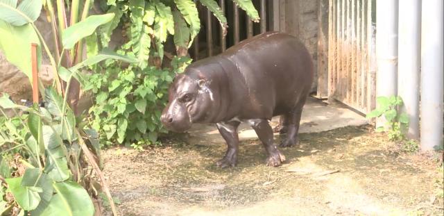 動物大明星 第六季 第8集