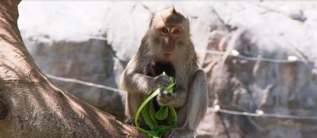 動物大聯盟 第一季 線上看