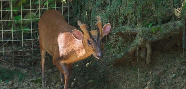 動物大聯盟 第二季 線上看