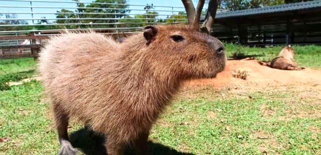 動物大聯盟 第二季 線上看