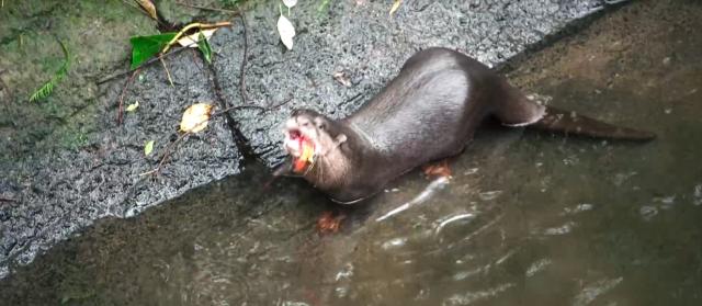 動物大聯盟 第二季 線上看