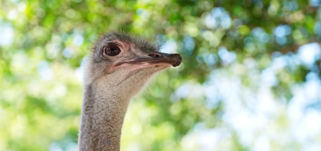 動物大聯盟 第二季 線上看