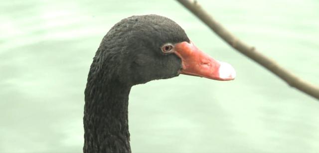 動物大明星 第七季 線上看